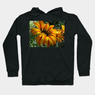 Gazania 10 Hoodie